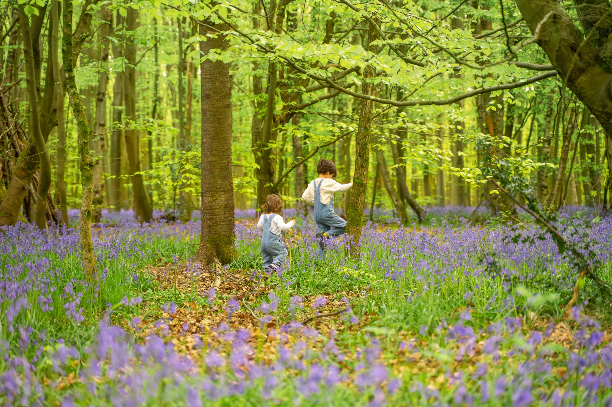 Young brothers playing together among the bluebells