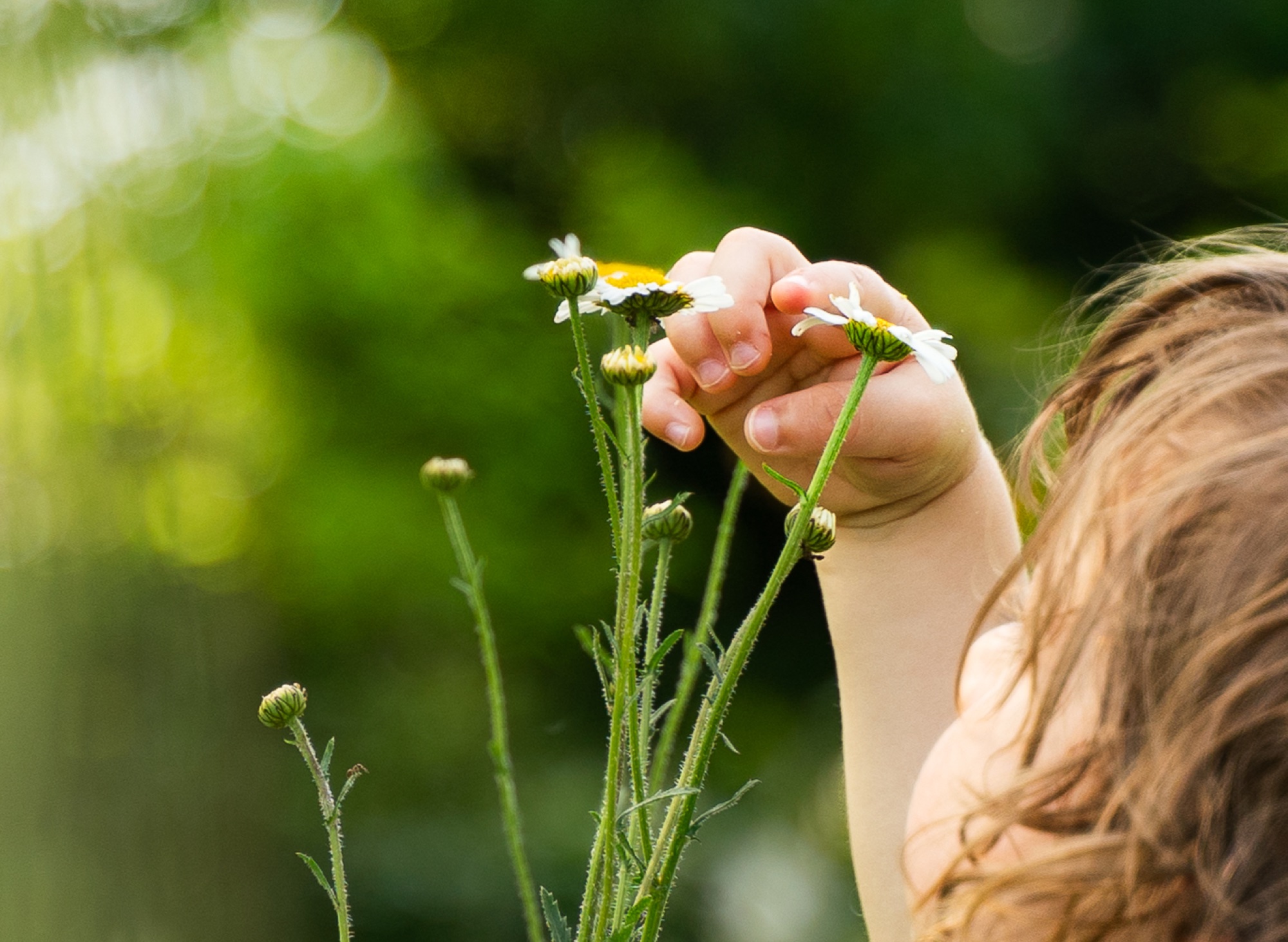Young child reaching for daisies in a sunlit Buckinghamshire meadow