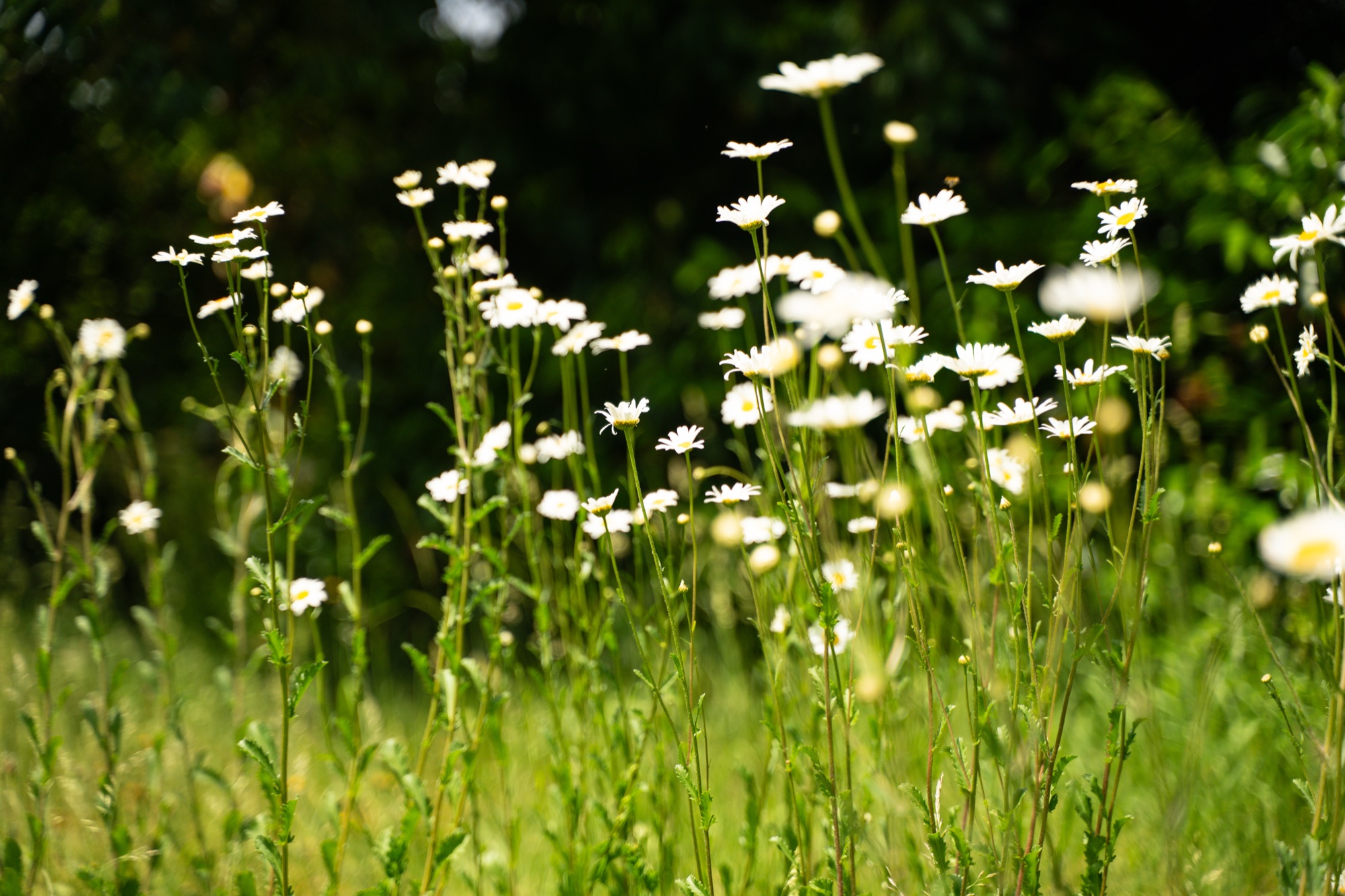 Child exploring a sunlit summer meadow